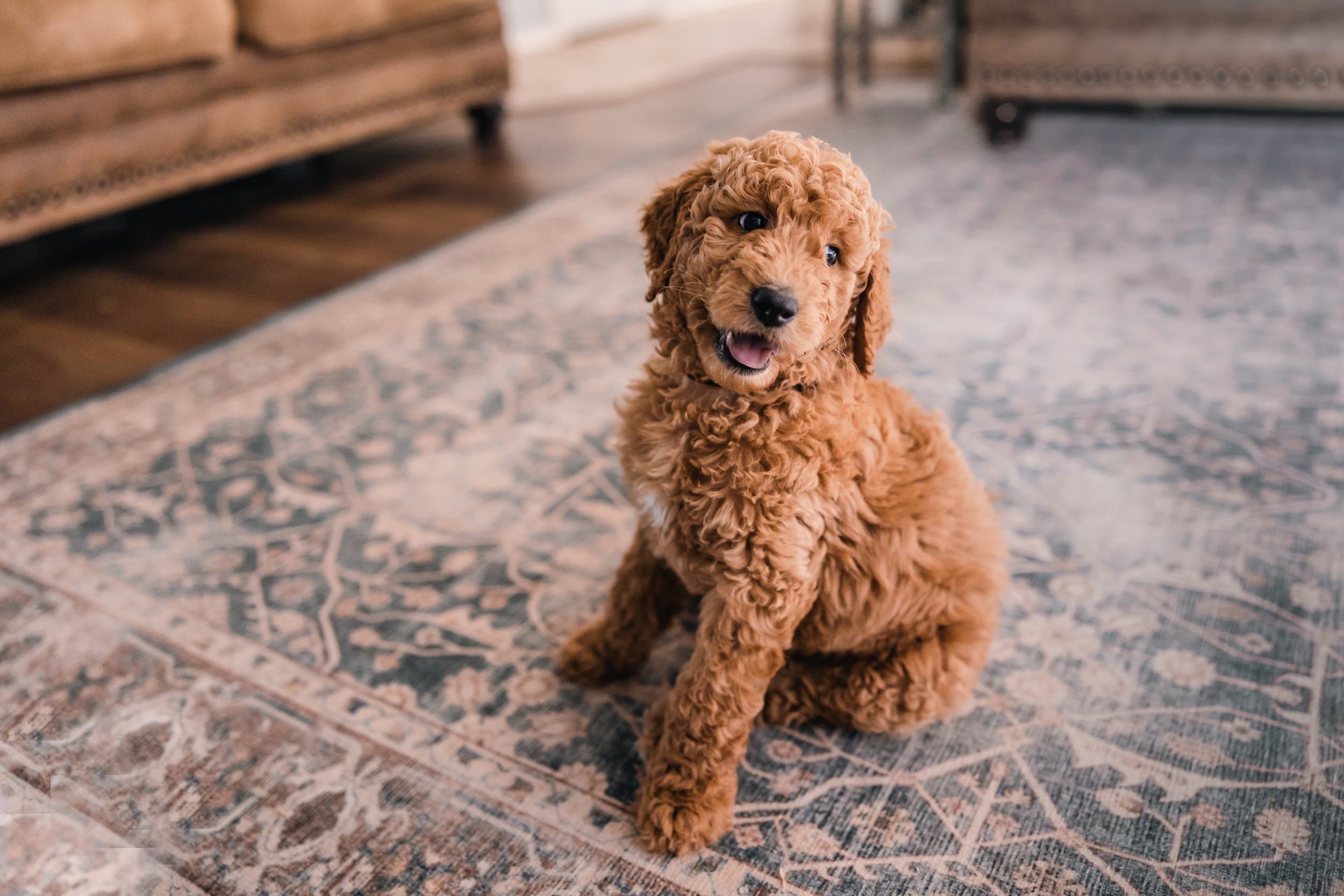 A curly-coated F1B Goldendoodle puppy