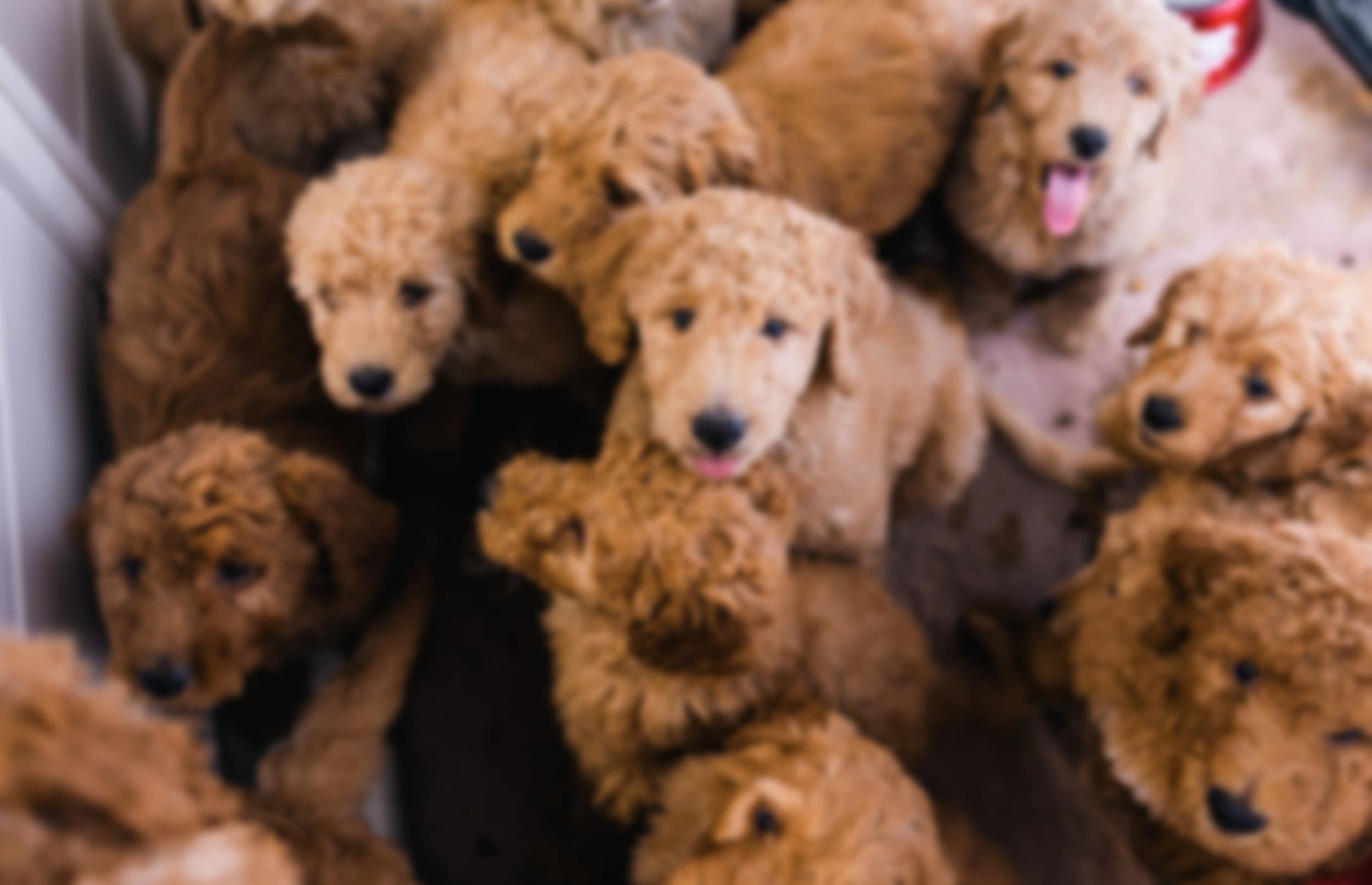 A litter of F1B Goldendoodle puppies