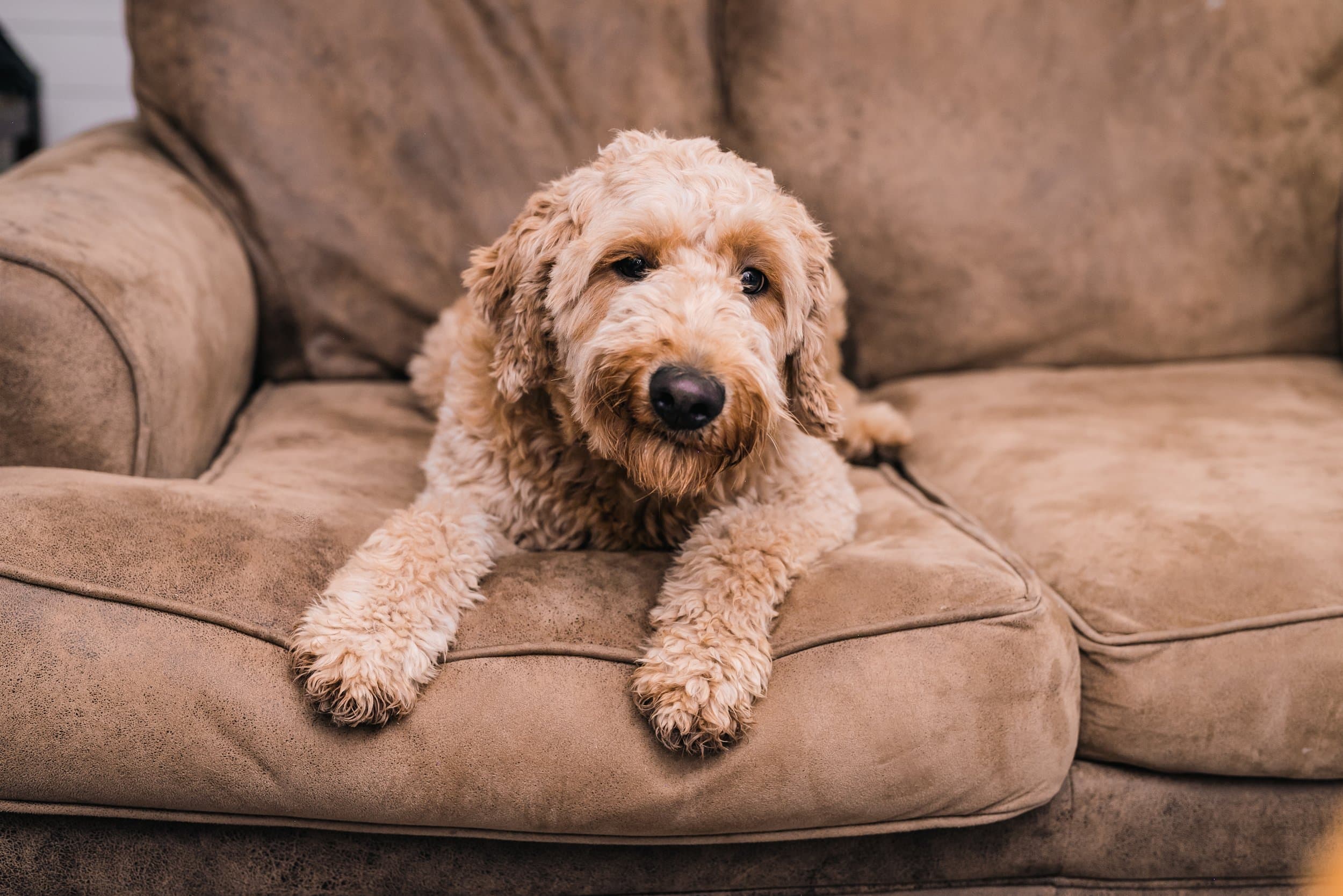 F1B Goldendoodle relaxing on a couch