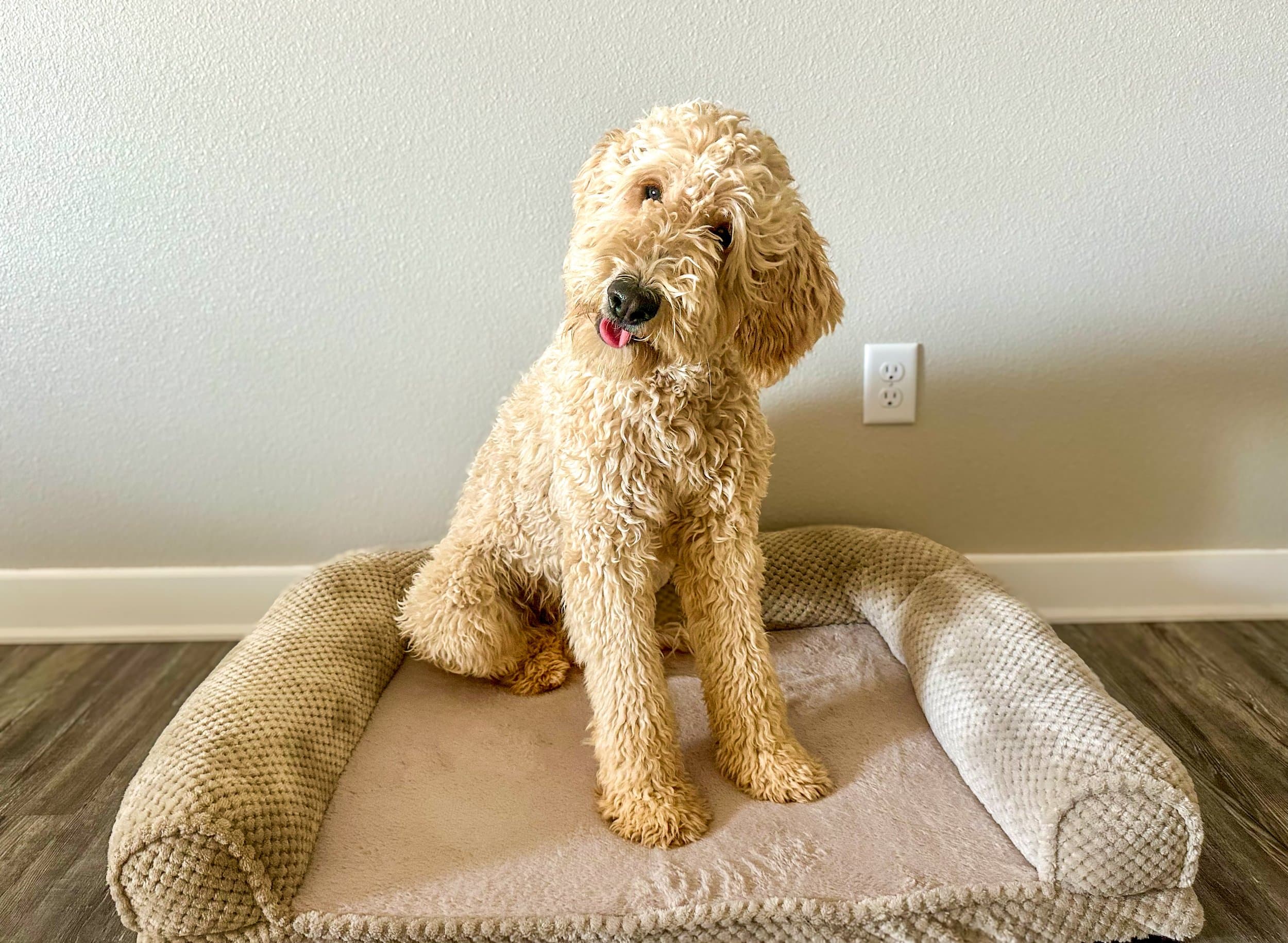 A Purkey Puppies Goldendoodle on a dog bed