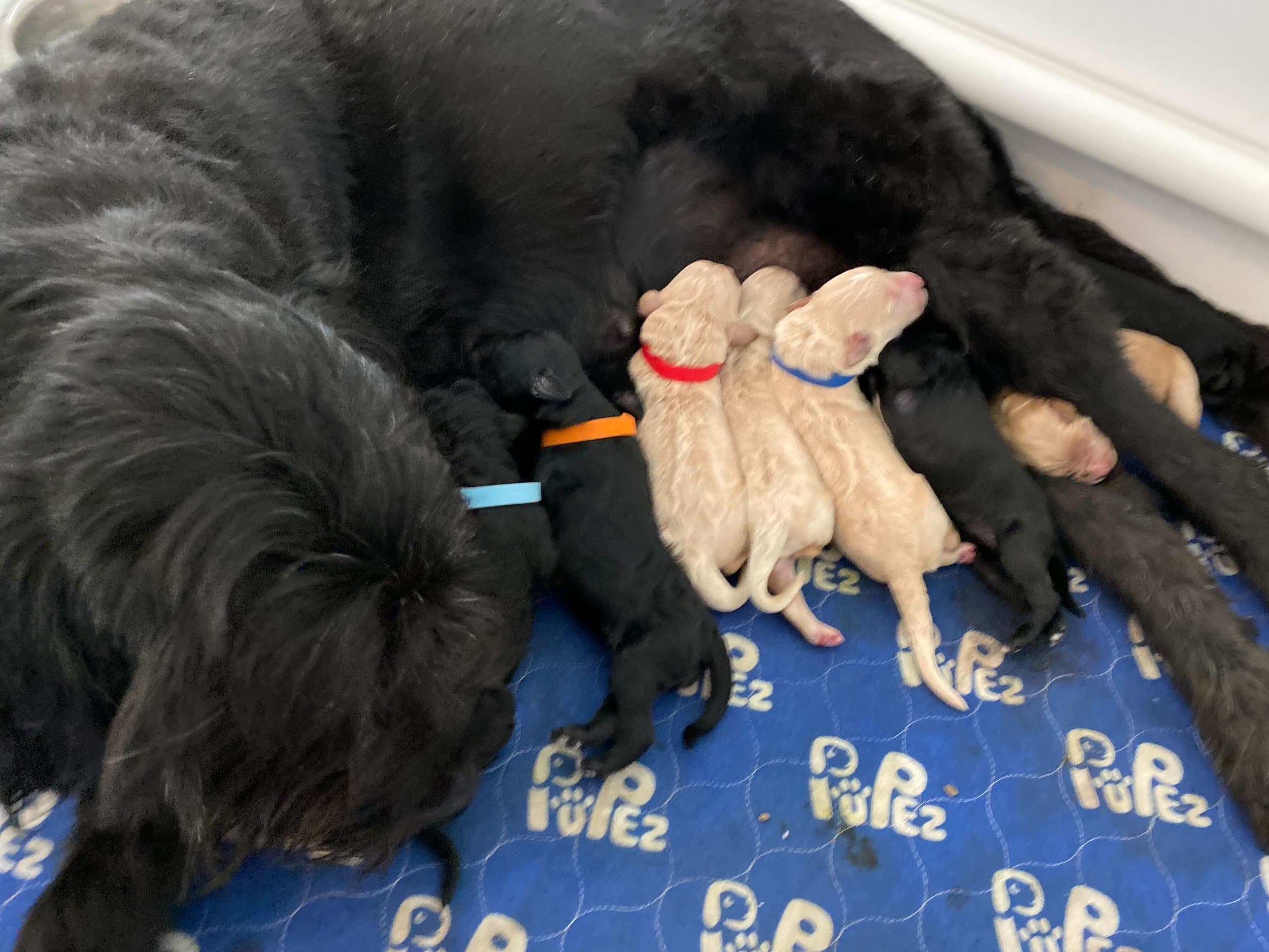 Goldendoodle puppies nursing with mom