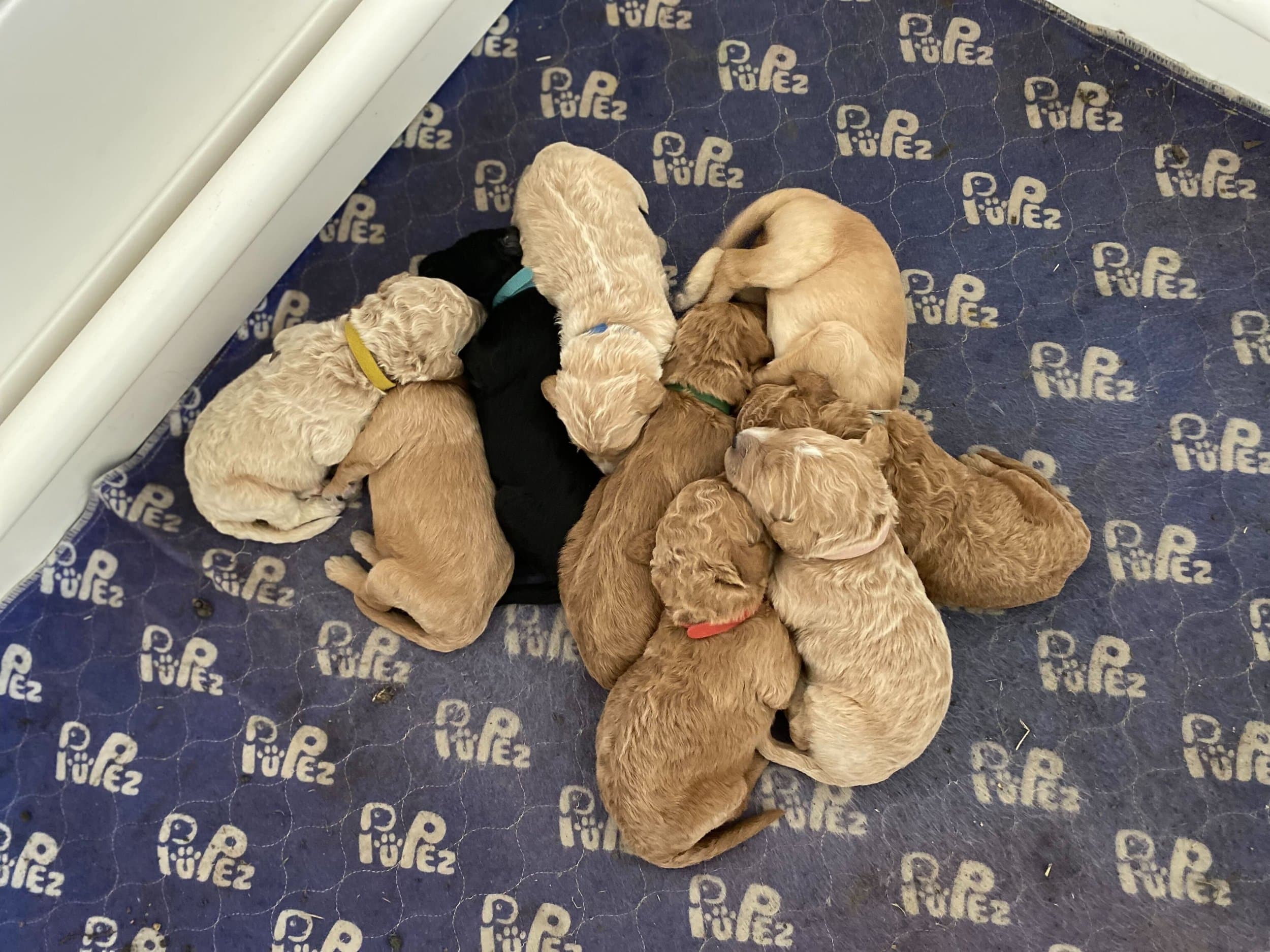 Newborn Purkey Puppies Goldendoodle litter
