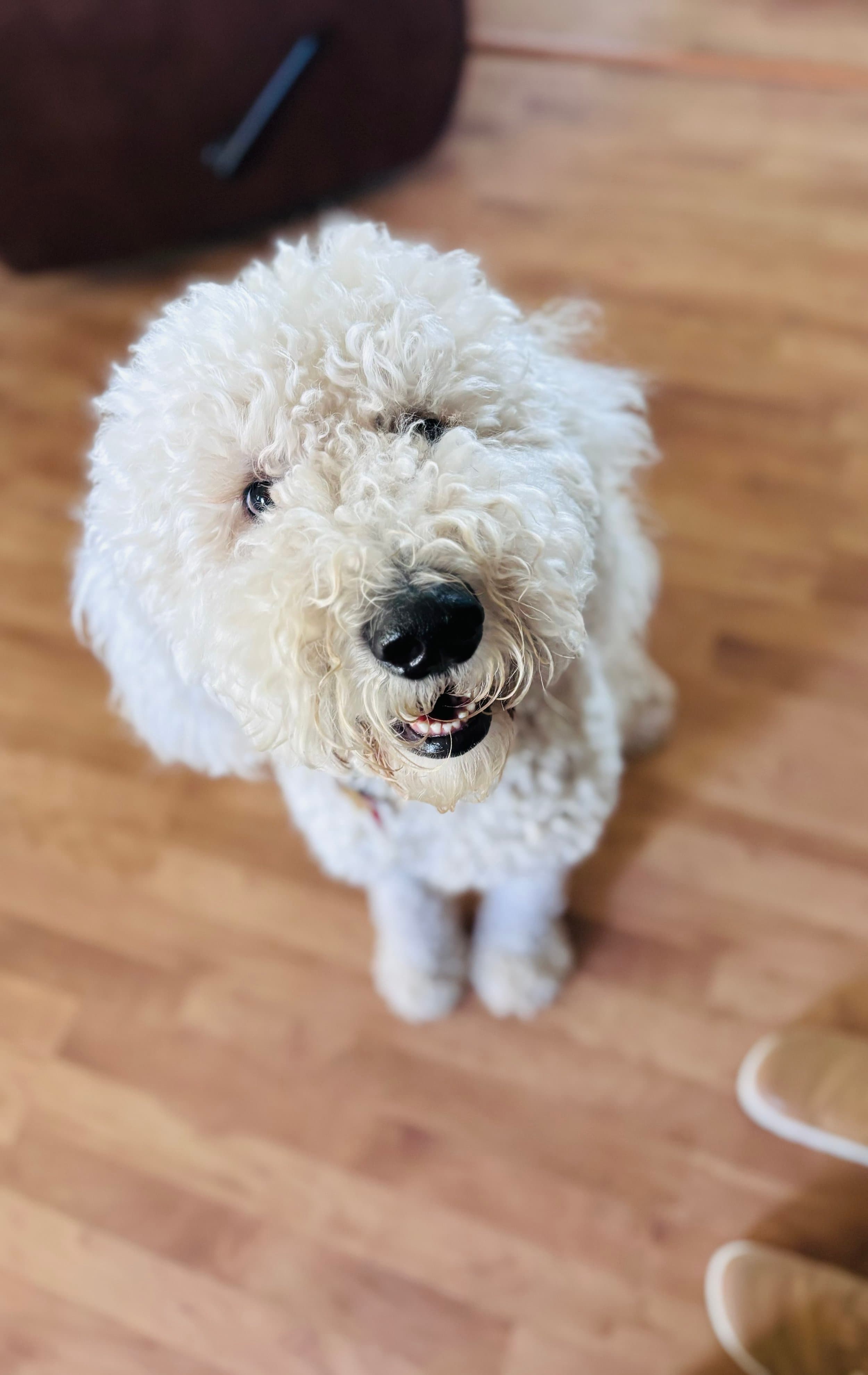 Finn — Purkey Puppies Goldendoodle stud