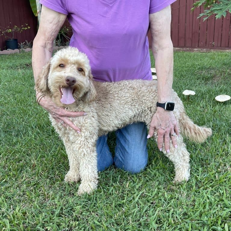 Gigi — Purkey Puppies Goldendoodle parent