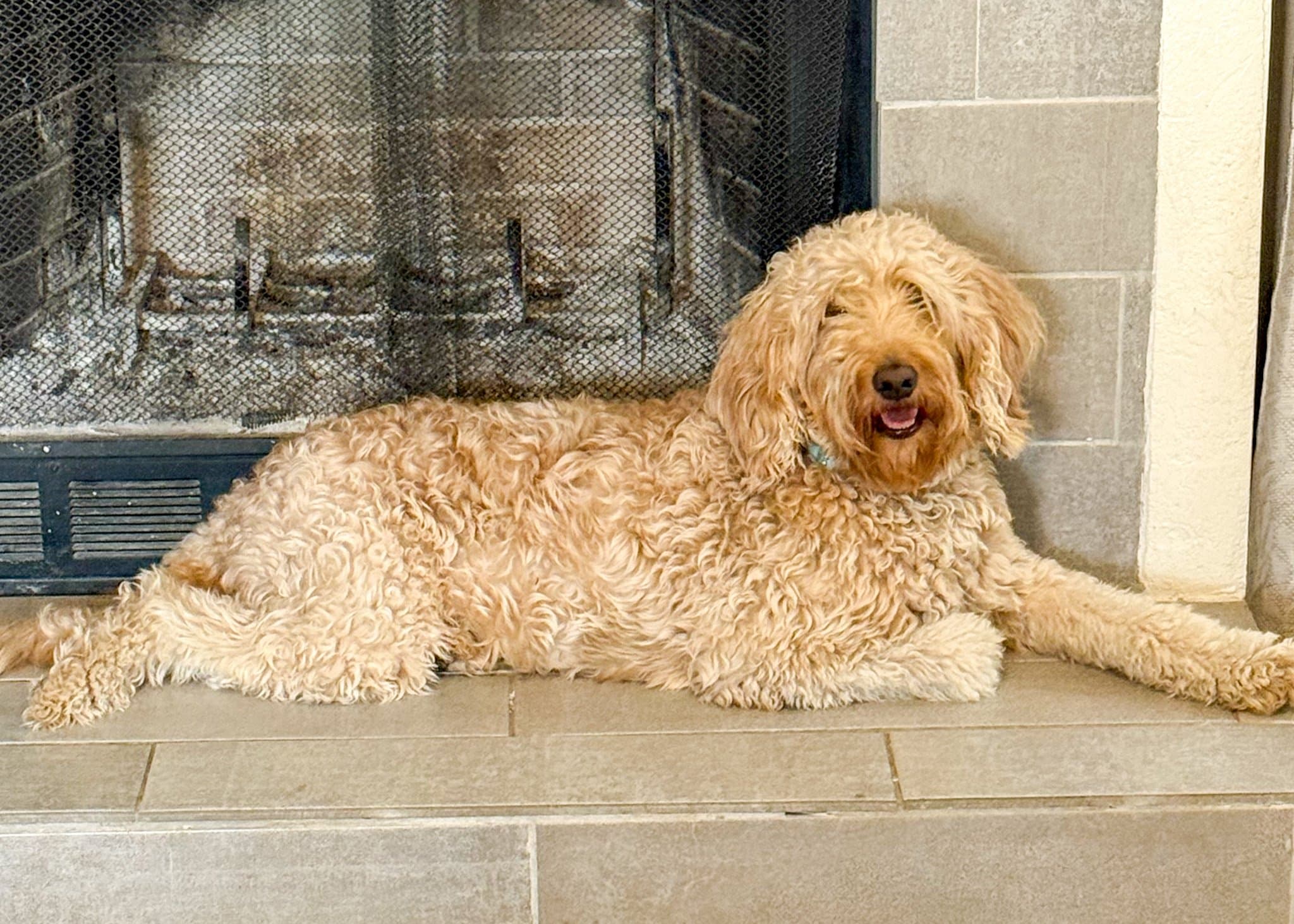 Luna — Purkey Puppies Goldendoodle parent