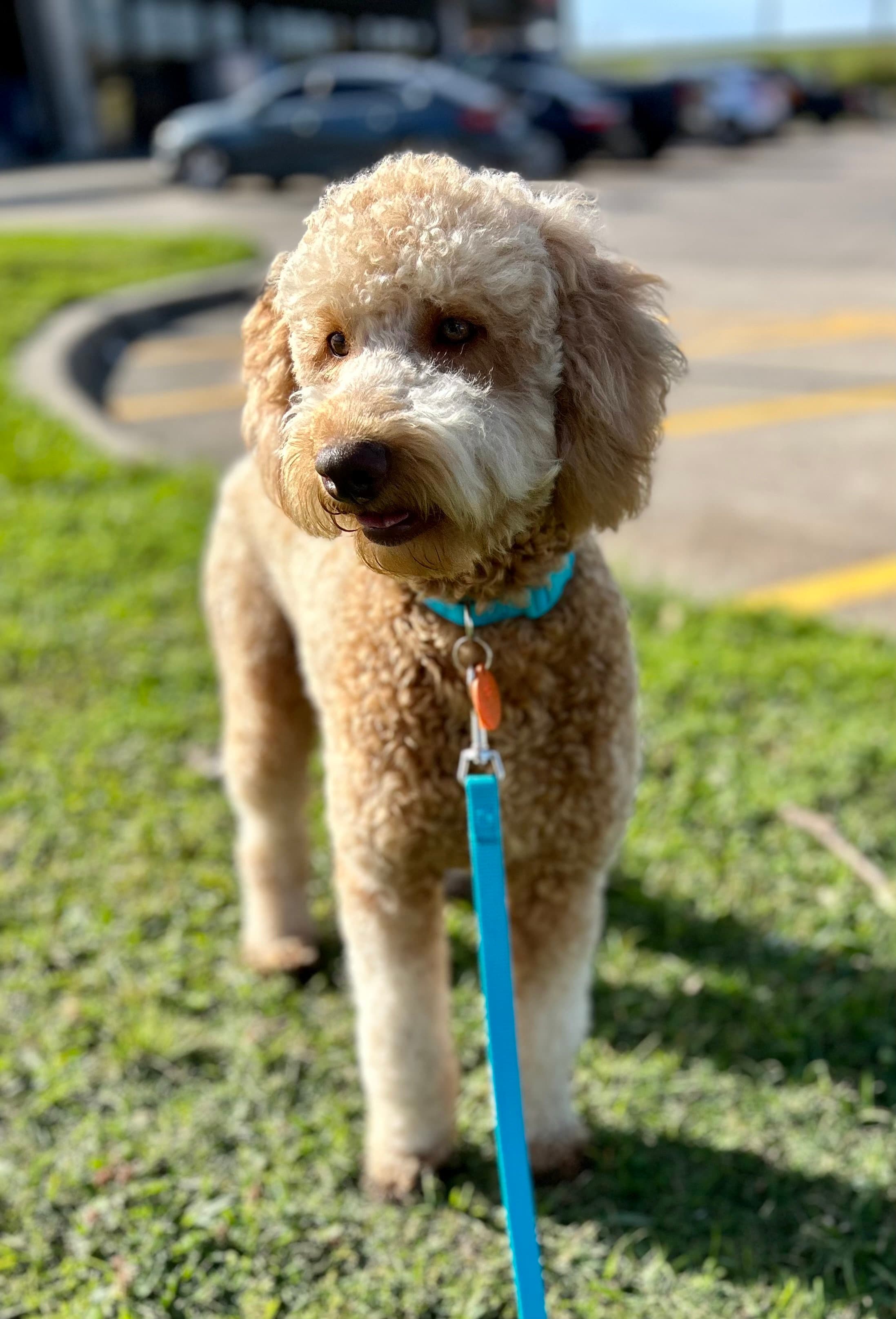 Macey Lynn — Purkey Puppies Goldendoodle parent