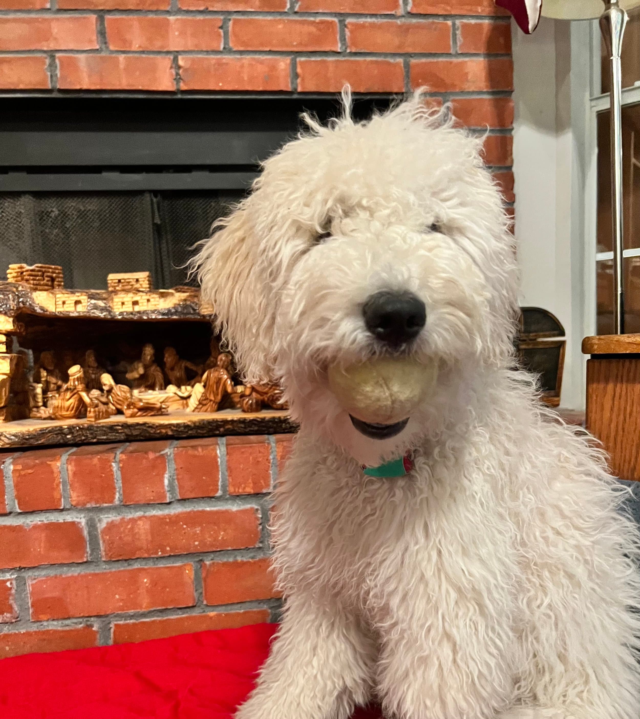 Millie — Purkey Puppies Goldendoodle parent