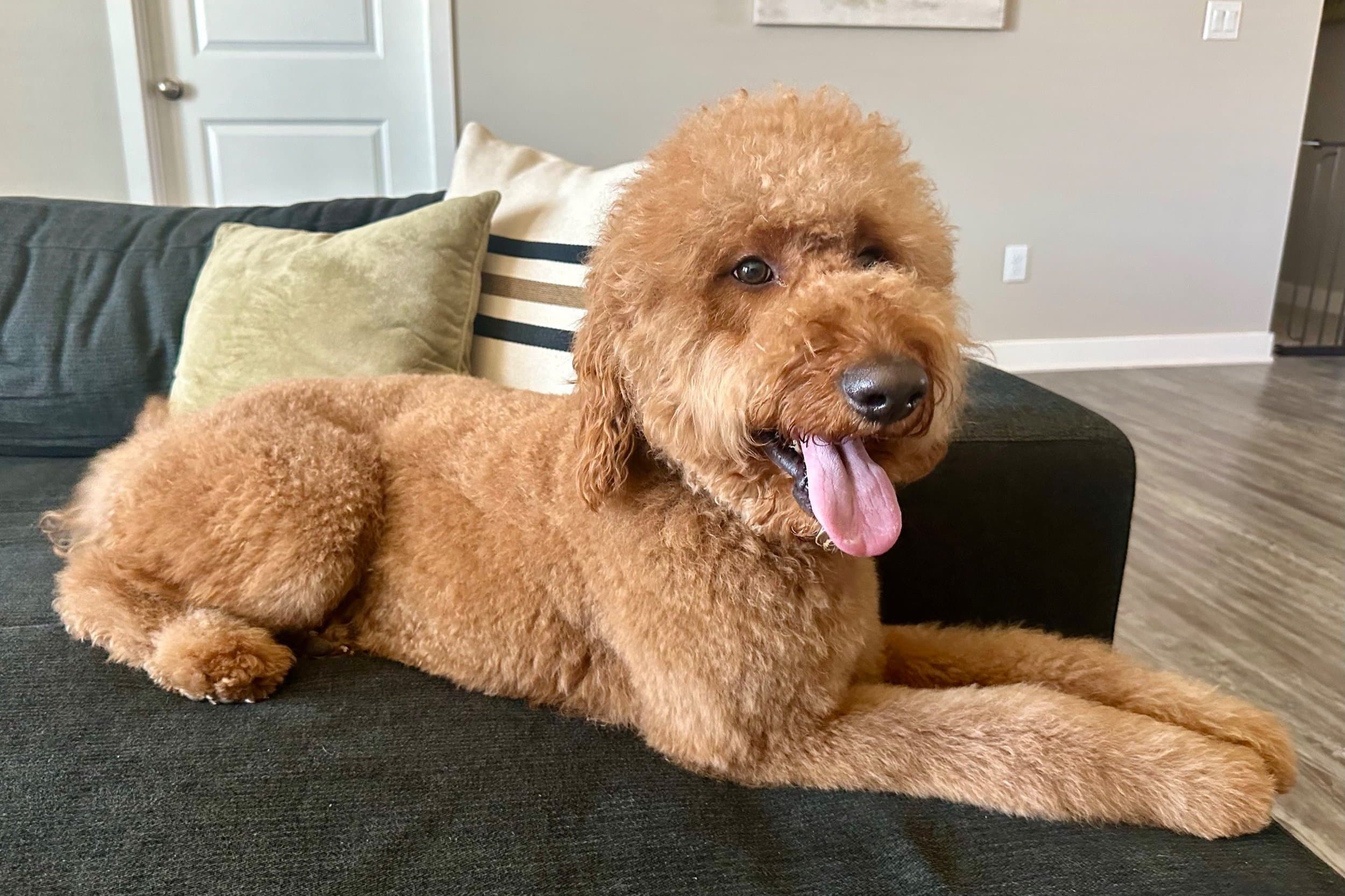 Pretzel — Purkey Puppies Goldendoodle stud