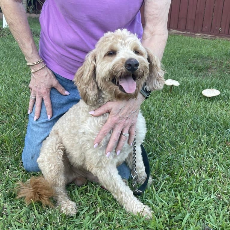 Rhett — Purkey Puppies Goldendoodle stud