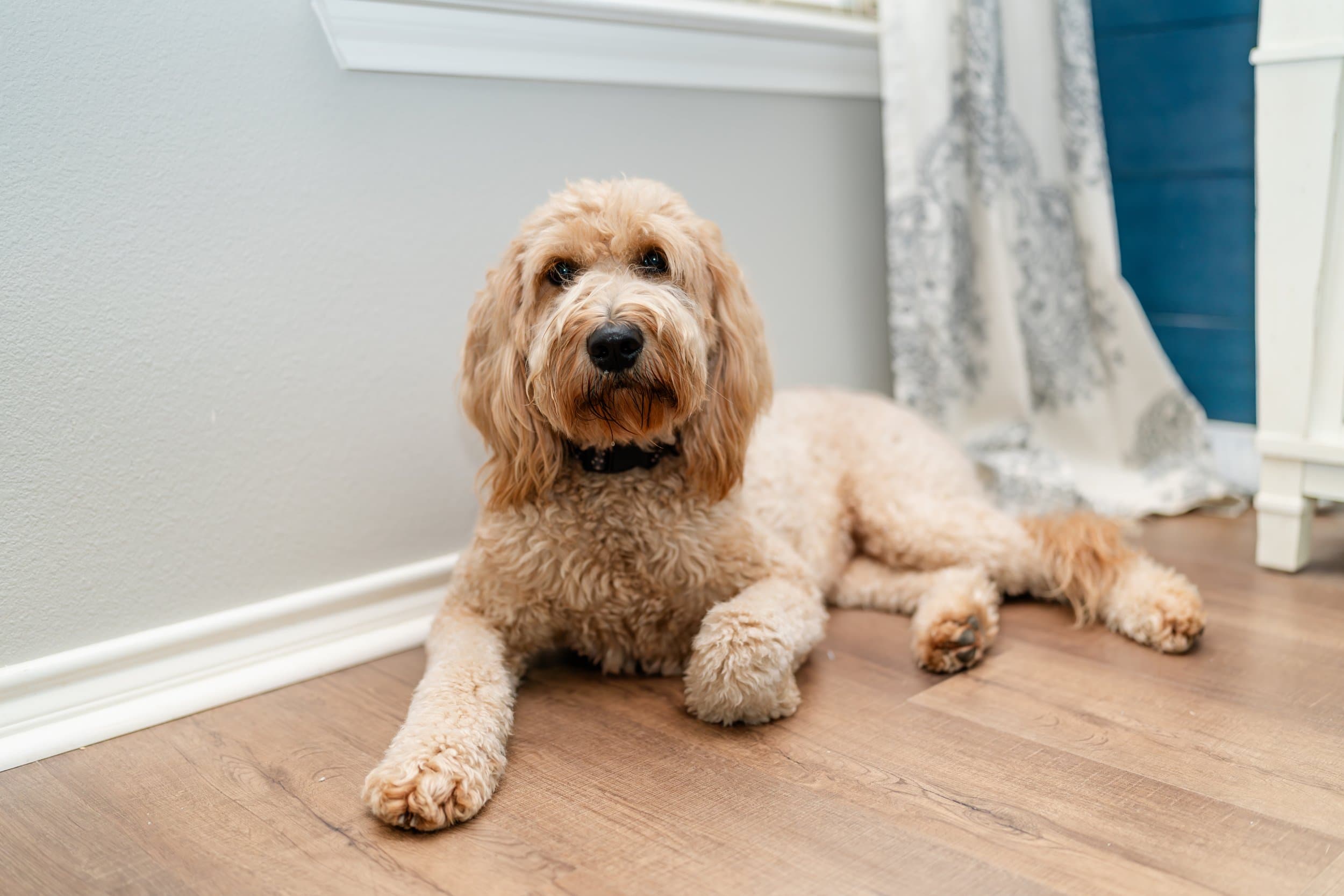 Teddy — Purkey Puppies Goldendoodle parent