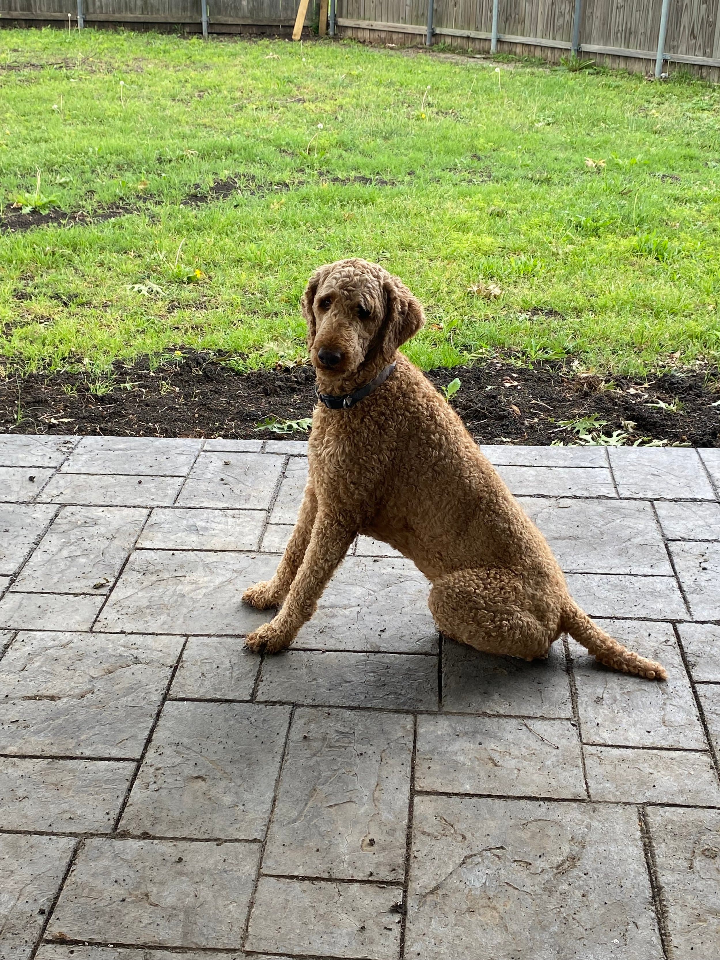 Tye — Purkey Puppies Goldendoodle stud