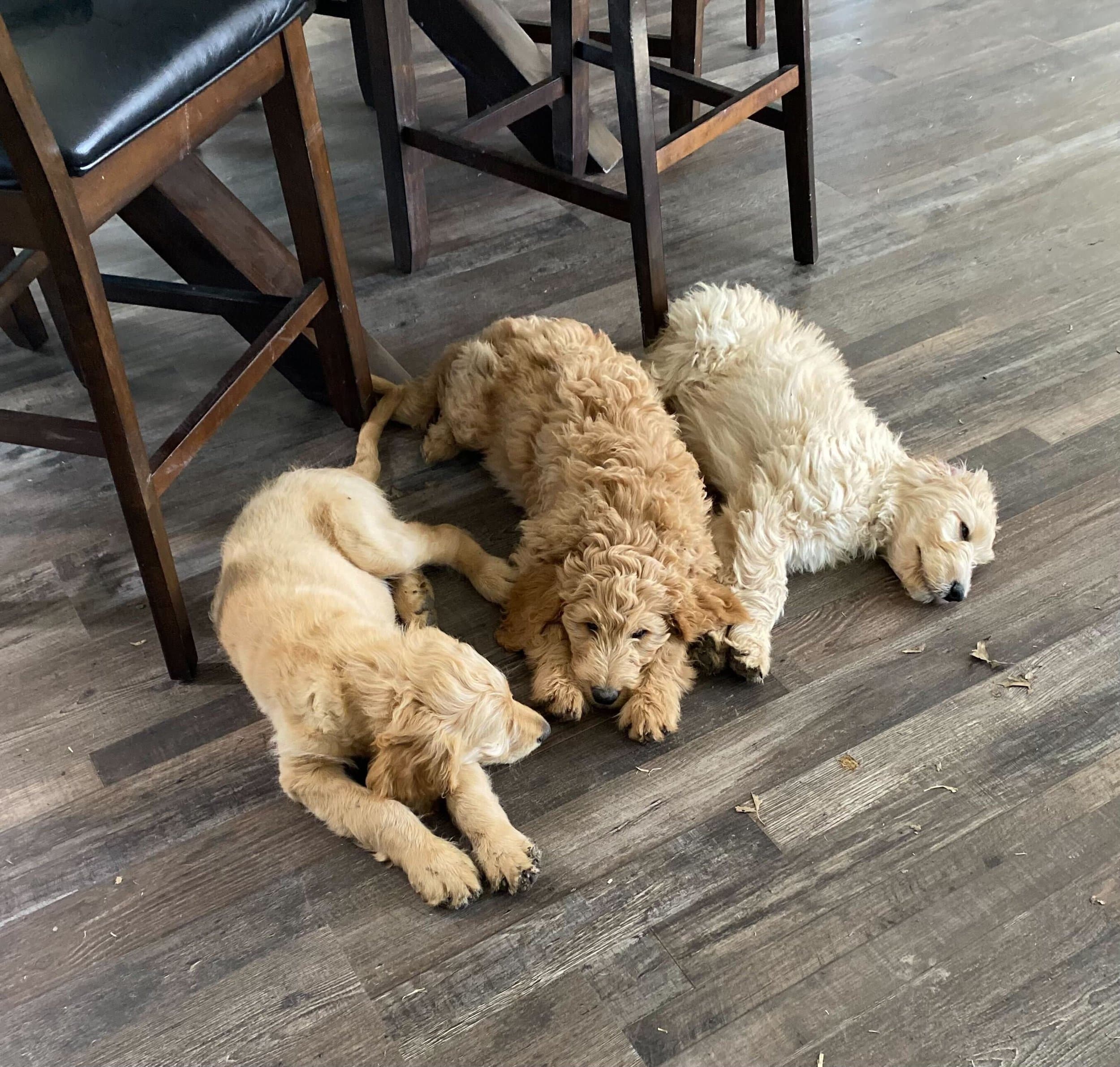 Three Goldendoodle puppies napping