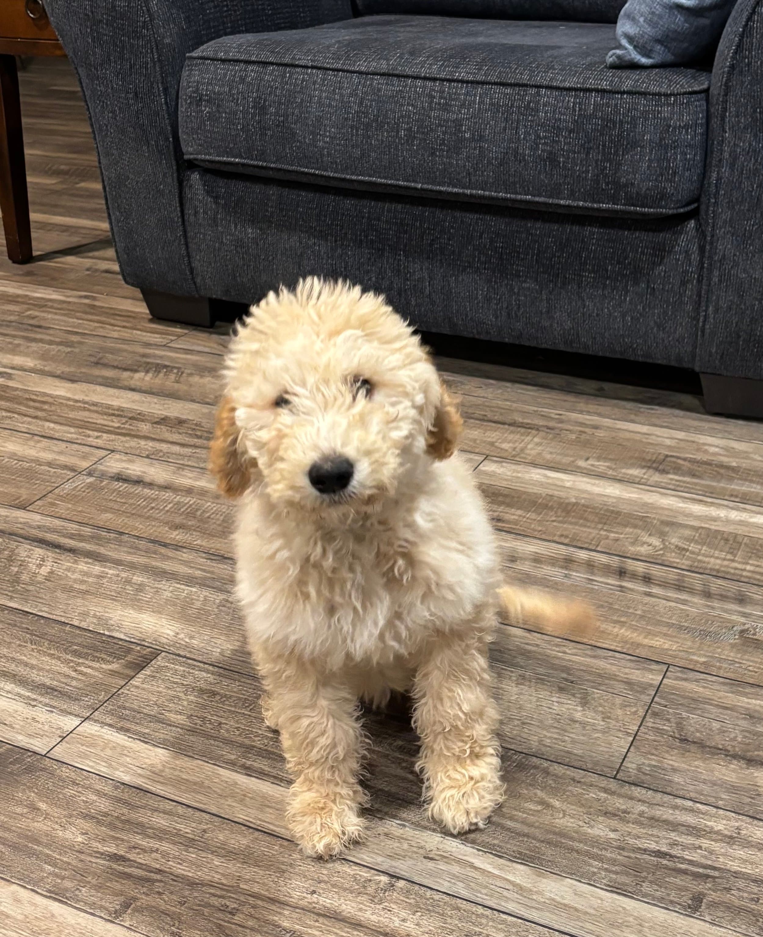 Cream Mini Goldendoodle puppy