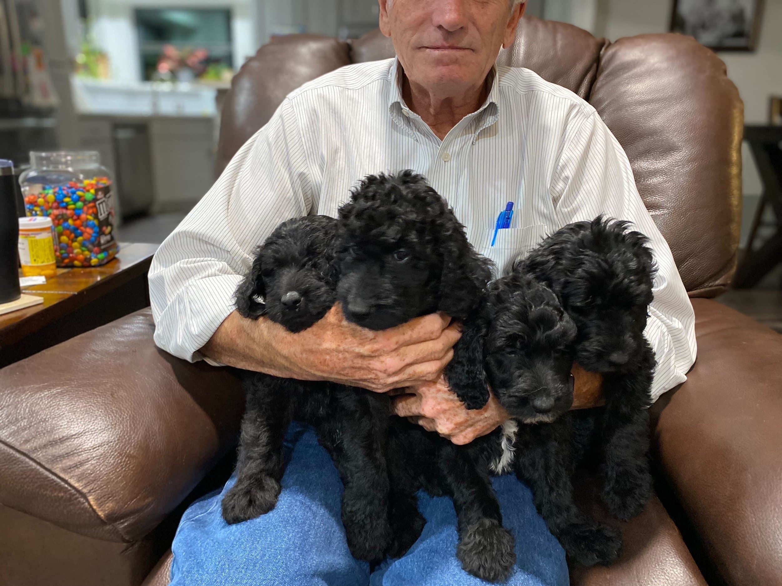 Three black Goldendoodle puppies