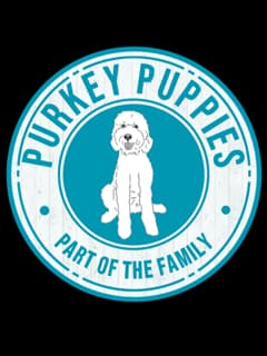 Purkey Puppies — Goldendoodle Breeders, Texas